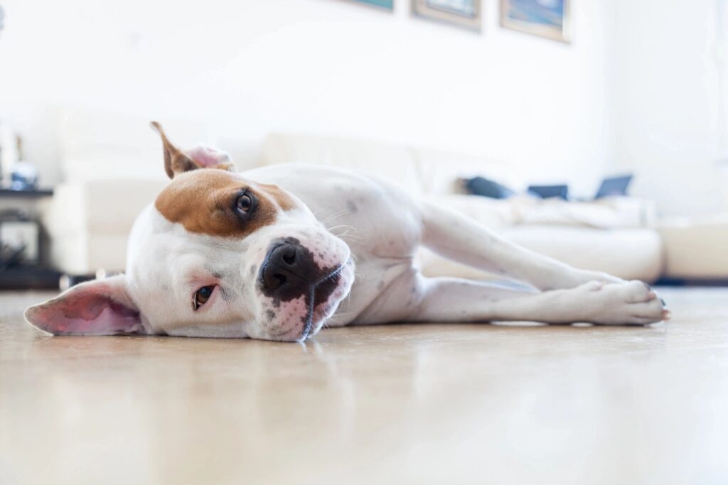 pet friendly rental dog rental